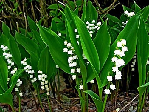 Amazon Com 30 Bareroot Lily Of The Valley Pips Convallaria Majalis Patio Lawn Garden