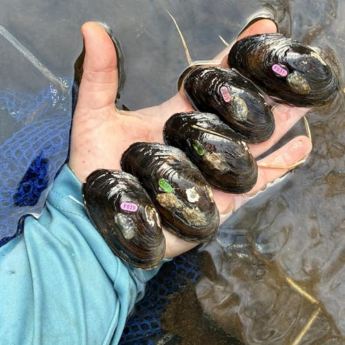 355 - Freshwater mussels with SCDNR's Ericah Beason