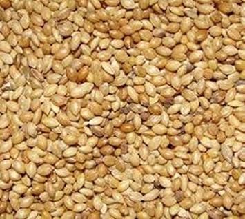 Livshine Kangni Seed Bird Food (Kangni, 1 Kilo Gram)