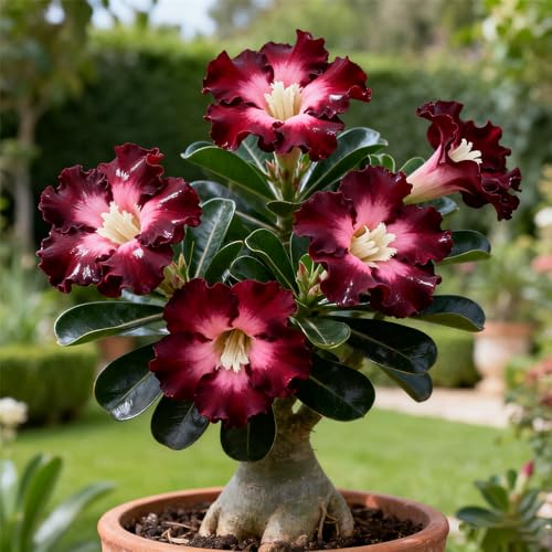 Rosa del desierto,perenne, de rápido crecimiento, buena para jardines, decoración interior y exterior-1bulbo-G