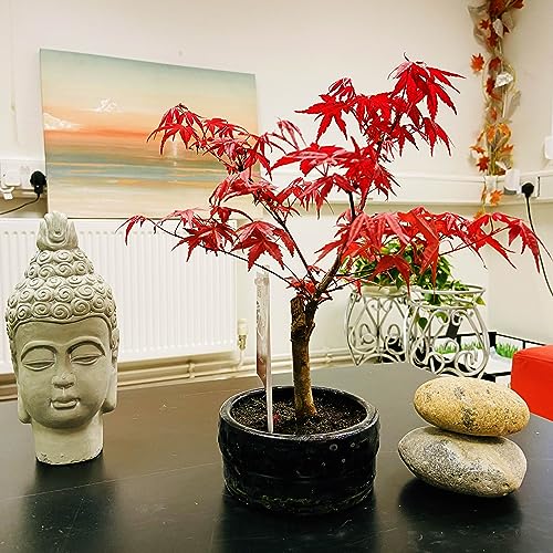Japanese Maple Bonsai Tree (Acer Palmatum) - Indoor & Outdoor Elegance, Low Maintenance in Ceramic Pot - Perfect House Plant for Home Decor, Bonsai Gardens, and Nature Enthusiasts