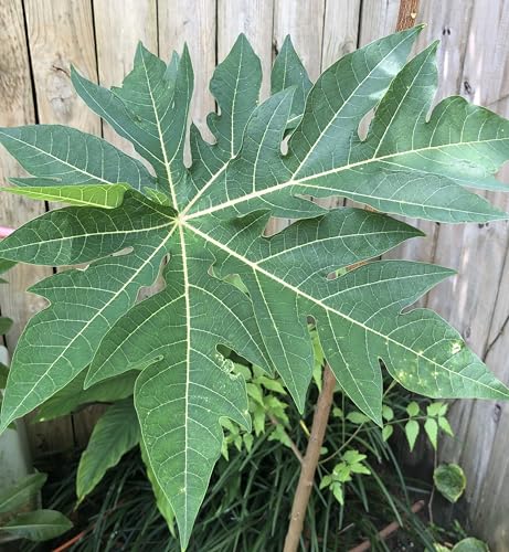 Fresh Papaya Leaves (8 oz.)