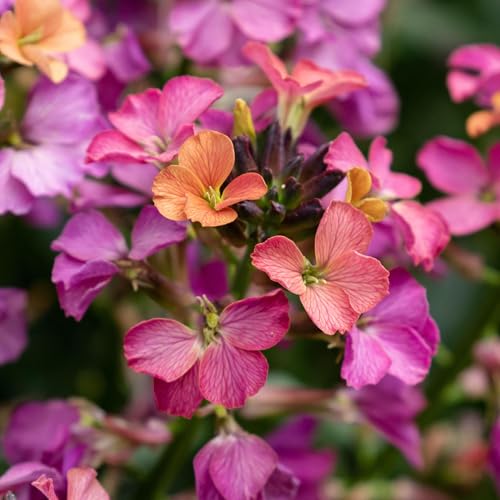 Erysimum Constant Cheer – Real Outdoor Perennial Plant – Long-Flowering WallFlower with Colour-Changing Blooms – Ideal for Garden Borders and Pots – Attracts Pollinators (9 cm Pot, 10-20 cm)