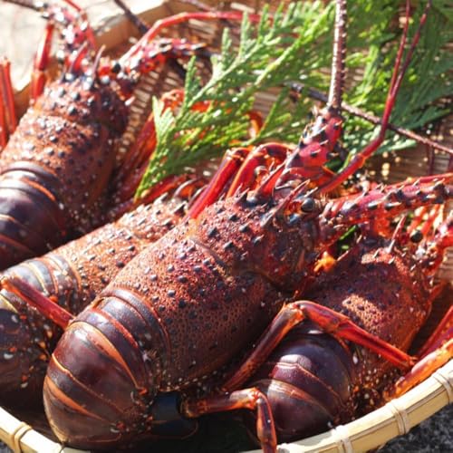 [先行予約][生冷凍]宮崎県串間産 天然伊勢エビ(計約500g・1〜3匹) [合同会社Houryoumaru]