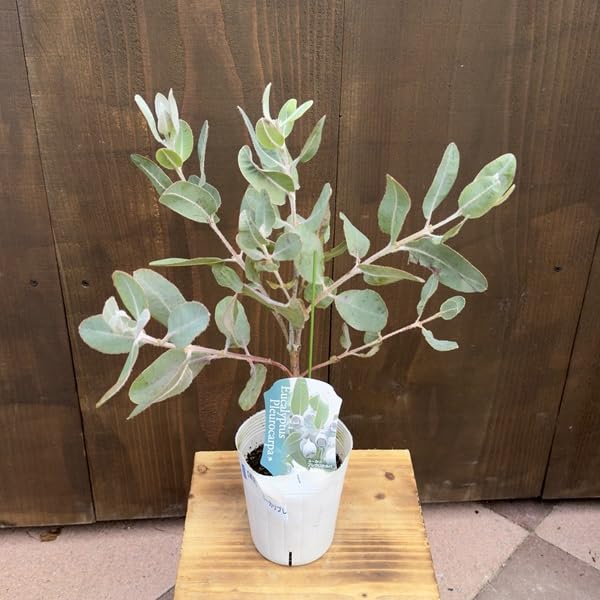 Amazon｜苗 ハーブ 観葉植物：ユーカリ プレウロカルパ*ユーカリの木