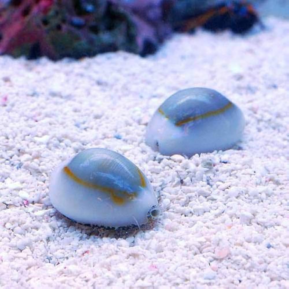 【極美品】メンコイダカラ　貝　標本　タカラガイ 極美品】メンコイダカラ 貝 標本 タカラガイ - メルカリ