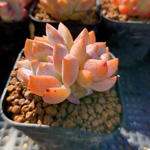 多肉植物エケベリア オレンジモンロー2頭