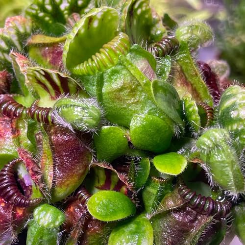 semillas de Cephalotus follicularis - de balcón Carnívoro en Jardín exótico en miniatura decoración sala estar decorativas verdes oficina 50pcs
