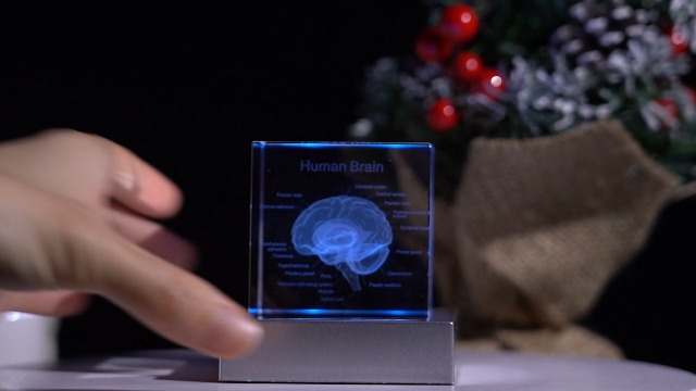 Brain Model For Kids 3D Laser Etched Human Brain Anatomical Model ...