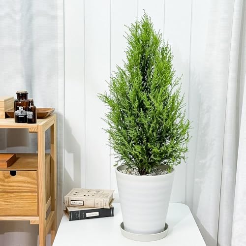 PLANCHU ϗtA Rjt@[ S[hNXg EB} 7 󂯎Mt ĕt Cupressus macrocarpa eWilmaf  A jt NX}Xc[