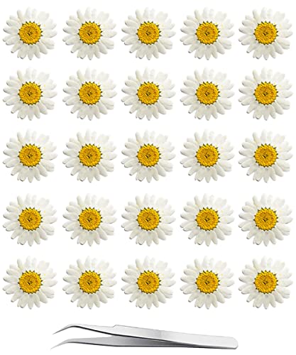 60 piezas de flores secas prensadas margarita blanca miniatura 1