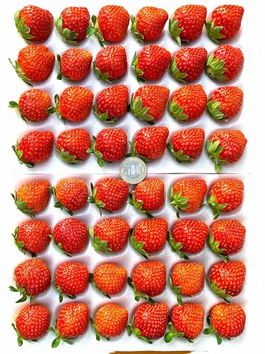 y Ă Specialzō uˁvƖp^Hp LF48 I `u₩Ȃ݂݂tbVȉĂ _ƊẪ݂oX _ϔ ̓  Ε C`S uÊ݂݁v Strawberry AvX̍nň