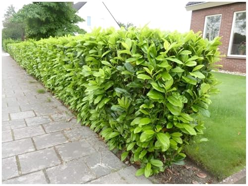 10 x Prunus laurocerasus 'Novita' (Gehölz/Heckenpflanze/Winterhart/Mehrjährig/Immergrün) Kirschlorbeer - Robust, pflegeleicht und immer ein Blickfang - von Stauden Gänge