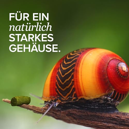NatureHolic Snailfeed Sticks - Schneckenfutter fürs Aquarium - extra viel Calcium - mit Moringa & Spirulina - Futter für Schnecken - Made in Germany