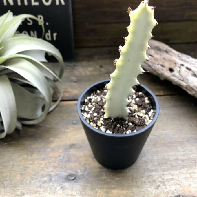 ホワイトゴースト抜き苗 24本まとめ売り Amazon.co.jp: ホワイトゴースト ユーフォルビア 多肉植物 : DIY