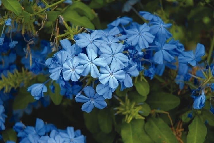 Plumbago auriculata Piombaggine PIANTA VERA ALTA Terre di Romagna MADE IN ITALY COLORE AZZURRO