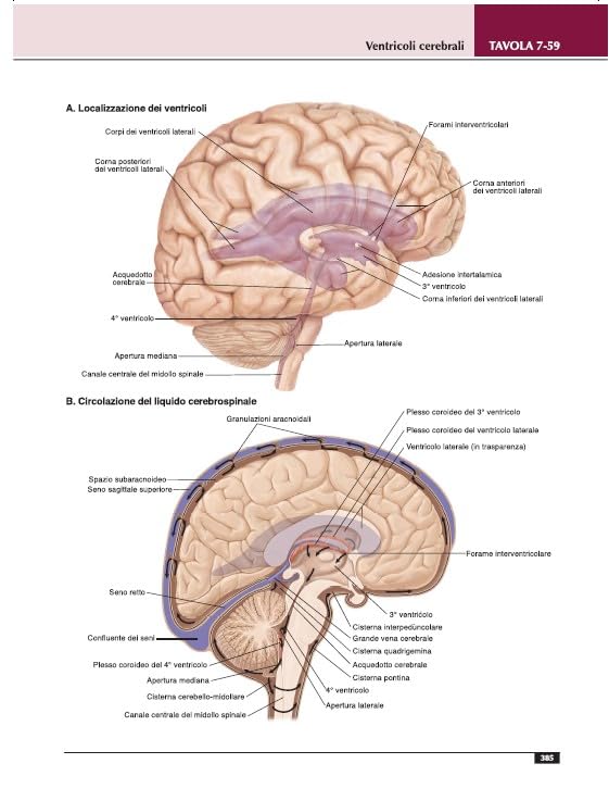Atlante di anatomia