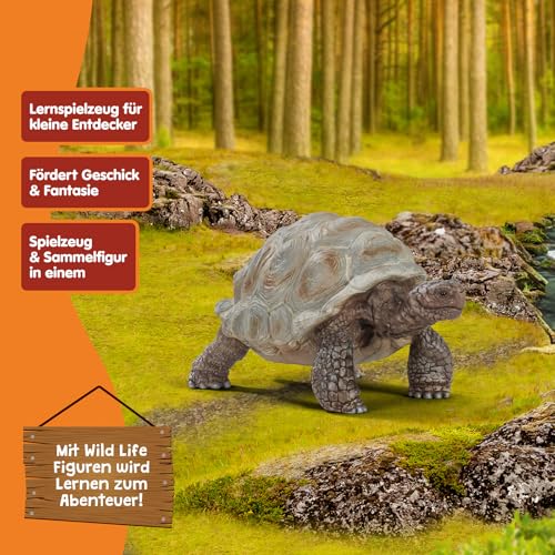 SCHLEICH WILD Life | Riesenschildkröte 14824 | detailgetreue Tierfiguren | Zoo Spielzeug | tolles Geschenk für Jungen und Mädchen | Deko für Geburtstag | Spielfigur ab 3 Jahren | 8 x 4 x 4 cm