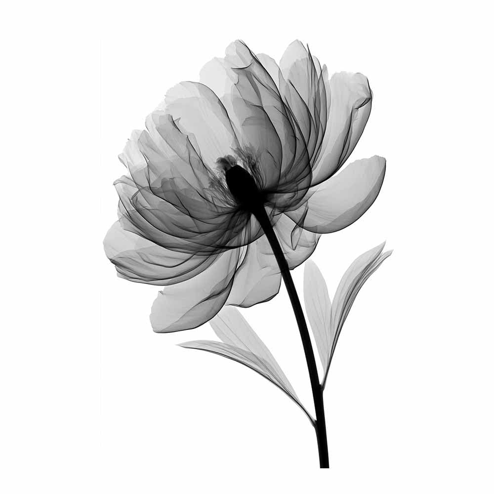 HOQIU Black Grey And White Wall Art Monochrome Xray Peony canvas wall art, painting and decor, for Living Room Bedroom Home Decoration(Multicolor)-60x80cm Unframed