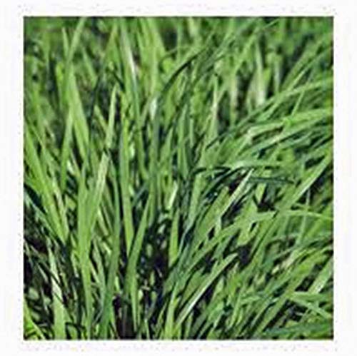 Chive Seeds Herb Heirloom Non GMO 100+ Seeds Great Fresh or Dried Herb
