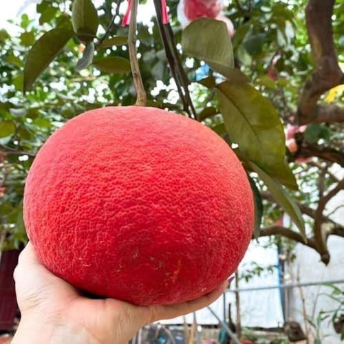 Image of All-Time12 Months Hybrid Grafted Guti Kolom Live Fruit Plant Original & Authentic Organic Tree for Outdoor Fast-Growing Fruit Plant Home Pack Of-1 (Red Batabi Fruit Plant, Medium)