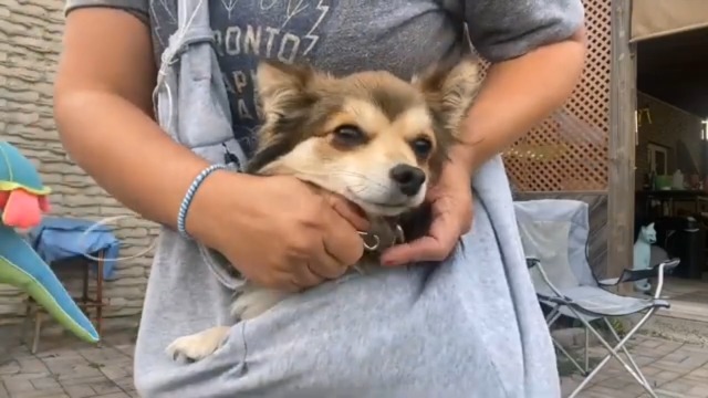 Hundetragetasche Reversibel - Freihändige Welpentrage Bis 8kg Für Kleine Hunde & Katzen