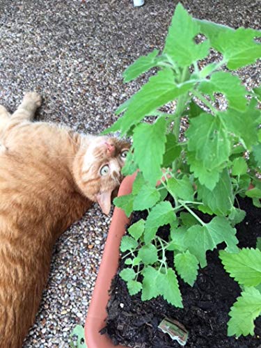 Gaea's Blessing Seeds - Catnip Seeds - Non-Gmo Heirloom Seeds Nepata Cataria Open-Pollinated - With Easy To Follow Instructions - 90% Germination Rate Net Wt. 1.1G (Pack Of 2) #TOP2