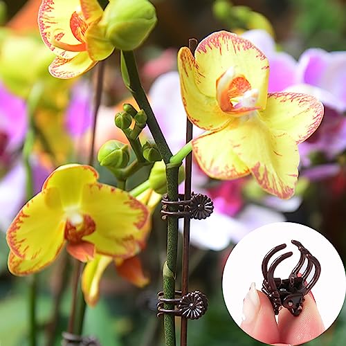 100 Pcs Orchid Clips,Orchid Clips For Plants Support,Orchid Sticks And Clips Set For Supporting Stems Vines Flower Grow Upright #TOP1