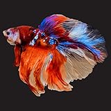 Aquaticheavens Mix Galaxy Halfmoon Male Betta High Grade | Buy 4 Get 1 Free Live Betta Fish - Live Fish for Aquarium Exotic Freshwater Live Fish