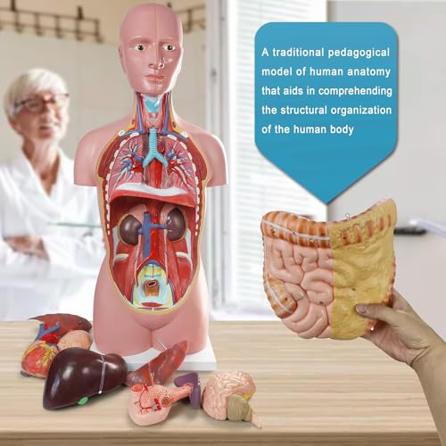 Image of Human Body Anatomical Model with Removable Heart Head Skull Brain Liver Lungs Organs, Life-Size 34.5 inch Human Torso Anatomy Model with Base for Medical Science Education Study or Teaching