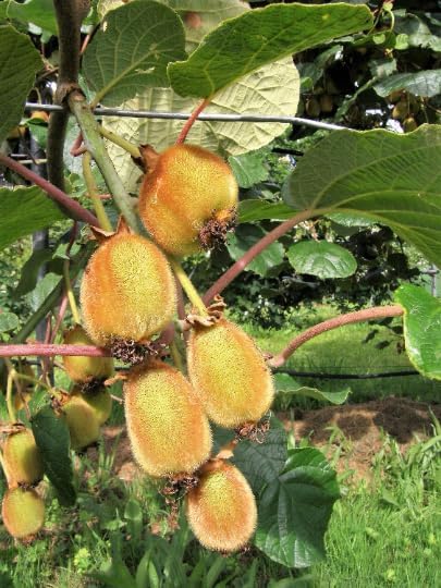 3 Kiwi Plants-Jenny, self-Pollinating Kiwi-All in 4 Inch Cups/Actinidia deliciosa Hybrid 3 pots of Plants, one Plant per Pot