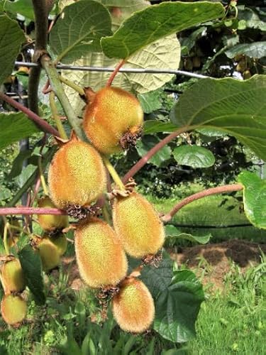 3 Kiwi Plants-Jenny, self-Pollinating Kiwi-All in 4 Inch Cups/Actinidia deliciosa Hybrid 3 pots of Plants, one Plant per Pot