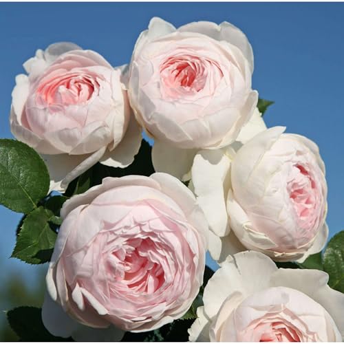 Heirloom Floribunda Roses Live Own Root Plant for Outdoor Garden Parfuma Earth Angel Exceptionally Fragrant Hardiness Zones: 5-9 Continual Blooming