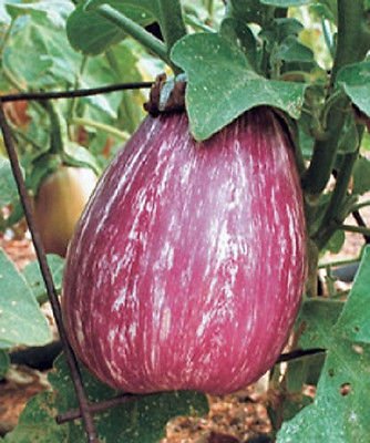 100 Listada De Gandia seme Semi di melanzane Melanzana