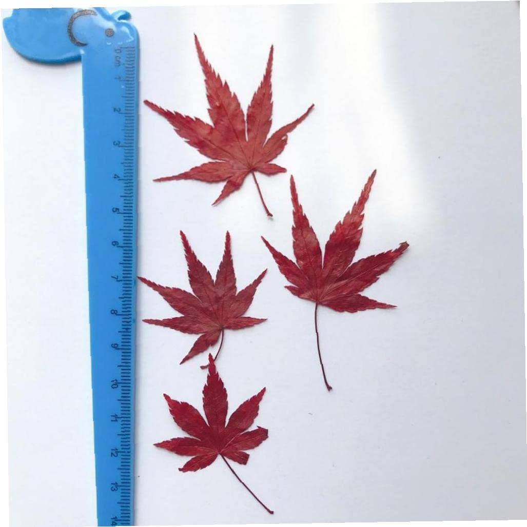 Amazon.co.jp: 紅葉標本 乾燥植物標本 ブックマーク 樹脂標本