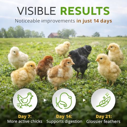 Image of Buff Clucks Chick Formula Herbal Supplement for Baby Chicks - All-Natural Botanical Blend for Daily Wellness, Feather Quality - Plant-Based Herbs for Coop Snacks - Calendula, Oregano, Lemon Balm, USA