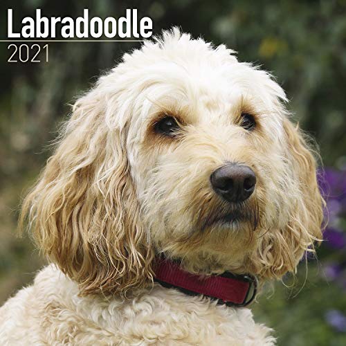 Labradoodle Calendar - Dog Breed Calendars - 2020 - 2021 wall calendars - 16 Month by Avonside