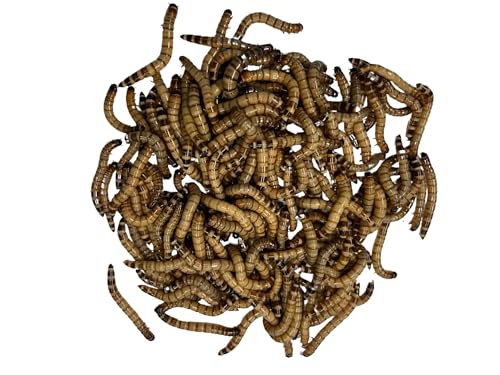 DUBIA FARMS 100ct Live Superworms - Large 1.75'-2'+ - Live Arrival Guaranteed*
