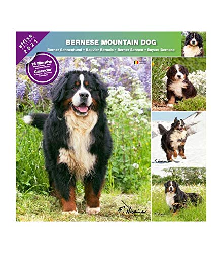 Preisvergleich Produktbild AFFIXE 2021 Kalender Bernier