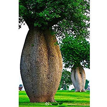 PLAT Firm SEMI PLAT AZIENDA-100% Genuine 10 pezzi di alta qualità Baobab Semi rari Tropicali esotici semi di piante da giardino perenni Belle enormi Piante Tronco Verde