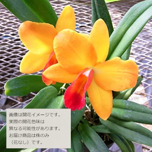Amazon | 【花なし株のみ販売】JJPRO-HOME 蘭 ミニカトレア