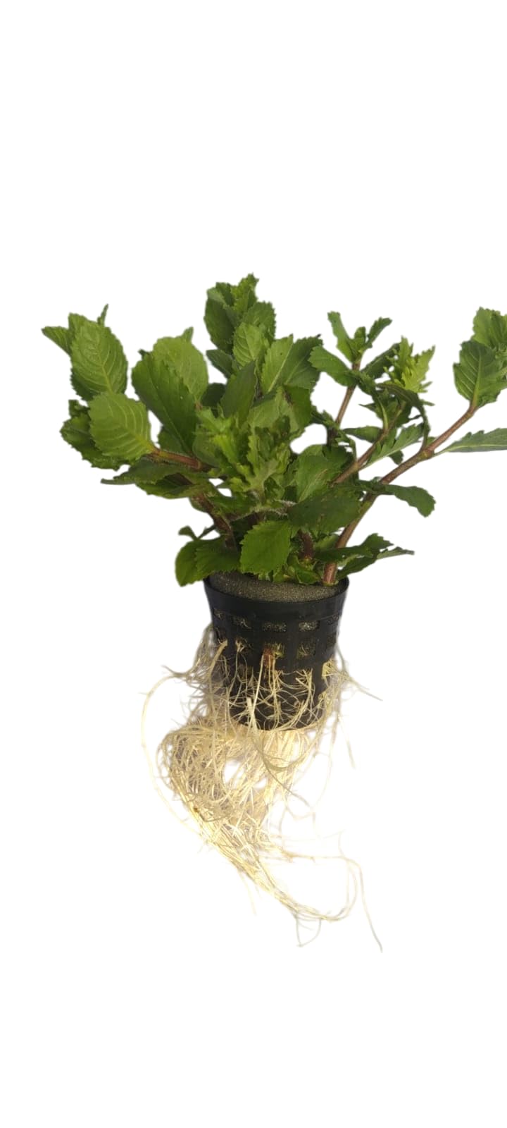 Hygrophila Difformis (Water Wisteria) Live Aquarium Plant | Freshwater Aquatic Plant for Fish Tanks & Aquascaping | Easy-to-Grow Live Plant-picture-12