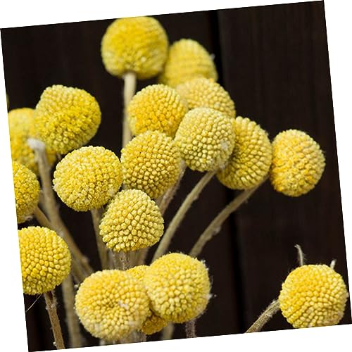 Ramo de flores secas estilo natural Craspedia 20 pcs miniatura 5