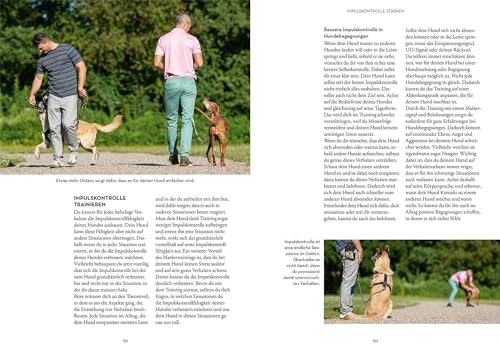 Marker-Training für Hunde: Auf Augenhöhe zum glücklichen und kooperativen Hund
