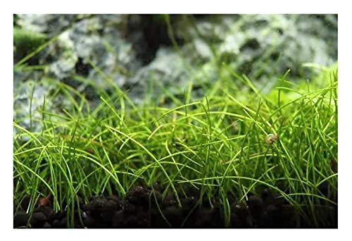 Pièces - 30x Eleocharis Acicularis Mini- Gouttières De L’Aiguille Aquarium Plantes - Graines A62 - Seeds & Plants Shop by Ipsa