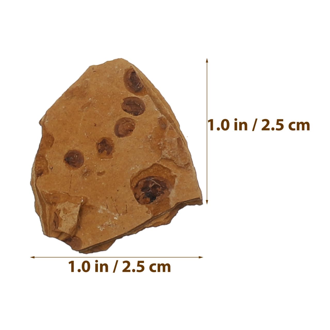 Baluue Juego de fósiles con 10 cajas de fósiles paleontológicos trilobita ámbar y piedra natural para coleccionistas de enseñanza científica y decoración