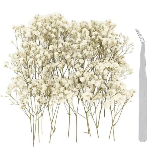 Schleierkraut Getrocknet 100 Stück Trockenblumen Zum Basteln Mit Präzisionspinzette Getrocknete Blumen Für DIY Hochzeitsdeko Und Harzschmuck Weiße Schleierkrautblüten Mit 100 mm Biegewerkzeug