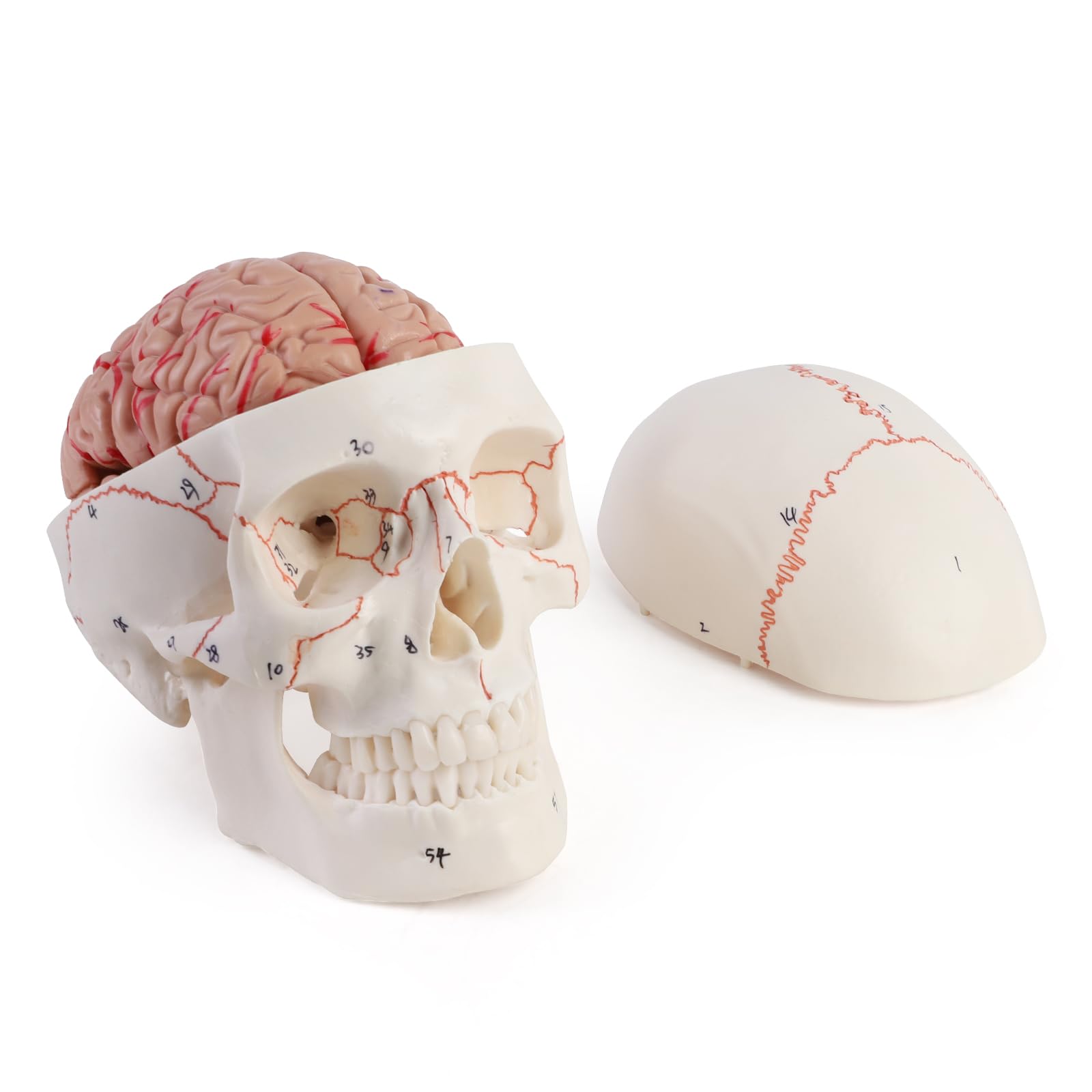 ERWEY Modello anatomico del cervello del cranio, modello anatomico della testa umana con cervello e scrittura incisa laser, dimensione naturale, cranio adulto umano staccabile con 8 parti