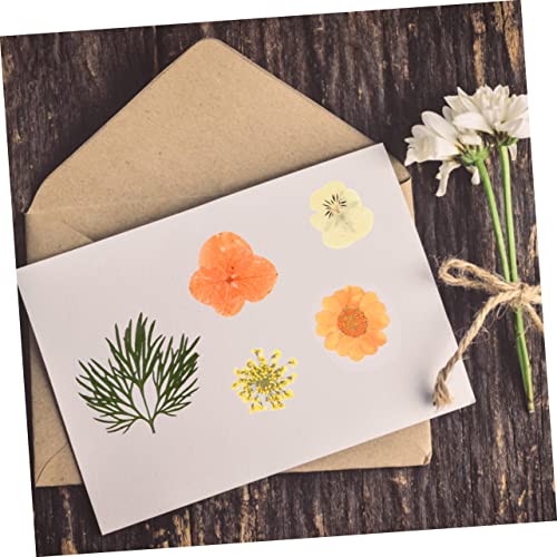 Flores secas elegantes para manualidades Pack 40 piezas miniatura 2