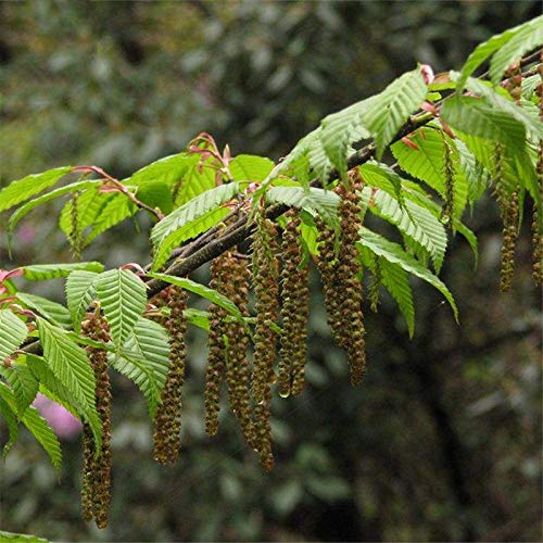 Egrow 30 Pcs/Pack Carpinus Tree Seeds Carpinus Tree Semente Plant Carpinus Turczaninowii Hance